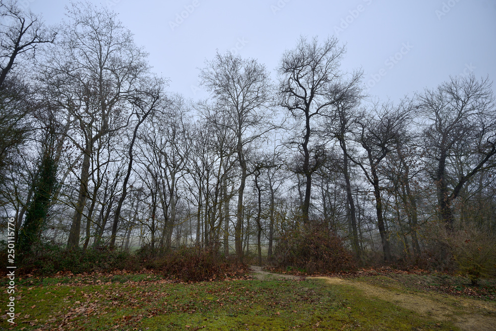 poplars, poplars and frenzy on a winter morning with intense and cold fog in the Botanical Garden of Ol‡rizu, Basque Country of Vitoria-Gasteiz (çlava), Spain