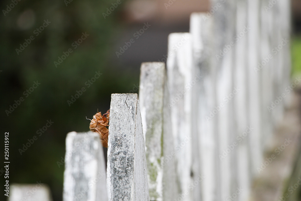 cicada on white fence