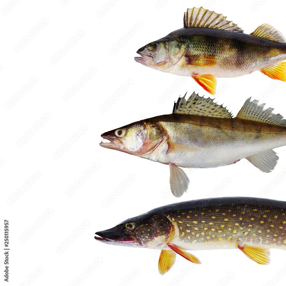 Fototapeta premium Freshwater predatory fish. Pike perch, pike, perch, catfish. Isolated