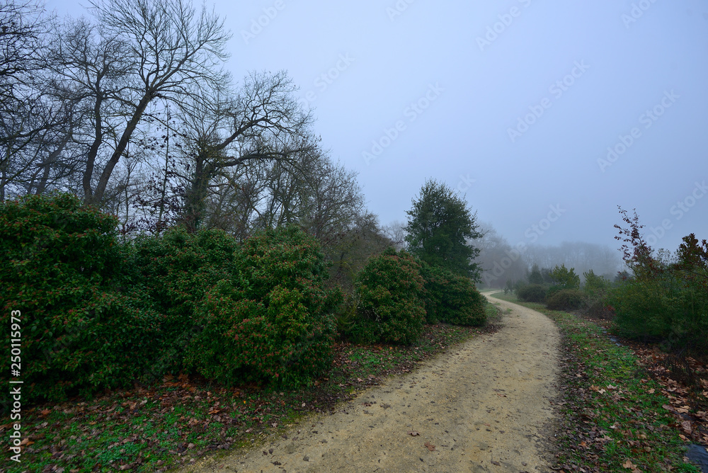 path and lonely dirt road on a morning with intense fog and cold leaves the Botanical Garden of Ol‡rizu, Vitoria-Gasteiz (Alava) Basque Country, Spain path and lonely dirt road on a morning with intense fog and cold leaves the Botanical Garden of Ol‡rizu, Vitoria-Gasteiz (Alava) Basque Country, Spain