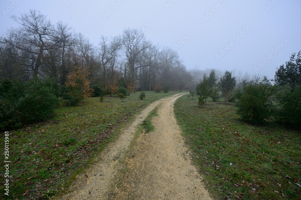 path and lonely dirt road on a morning with intense fog and cold leaves the Botanical Garden of Ol‡rizu, Vitoria-Gasteiz (Alava) Basque Country, Spain path and lonely dirt road on a morning with intense fog and cold leaves the Botanical Garden of Ol‡rizu, Vitoria-Gasteiz (Alava) Basque Country, Spain