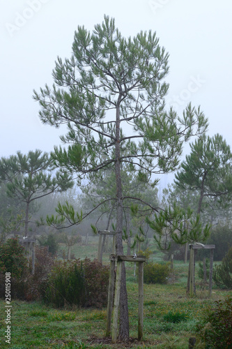 Fotografia "Pinus hale Pinos Carrespo or Pino de Aleppo in the Botanical Garden of Ol‡rizu, Basque Country of Vitoria-Gasteiz (çlava), Spain