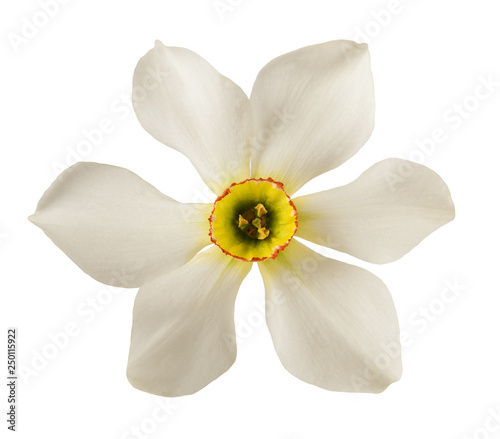 White daffodils flower