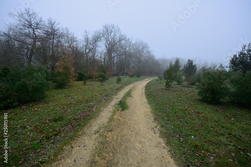 path and lonely dirt road on a morning with intense fog and cold leaves the Botanical Garden of Ol‡rizu, Vitoria-Gasteiz (Alava) Basque Country, Spain