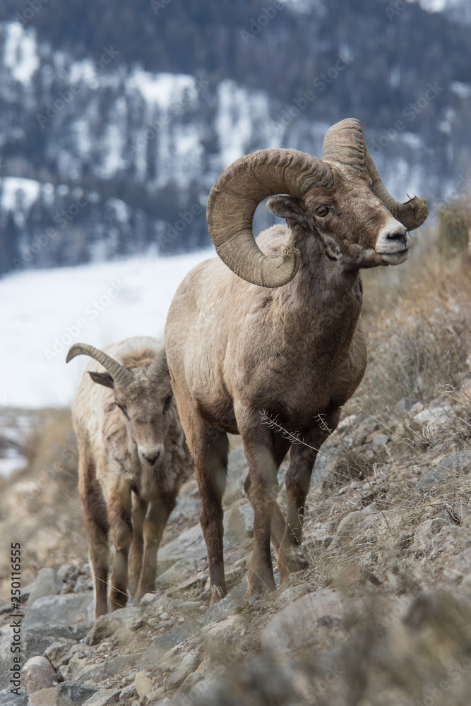 Naklejka premium Rocky mountain bighorn sheep