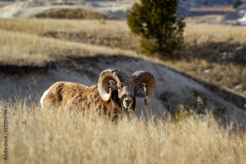 Bighorn sheep during autumn photo