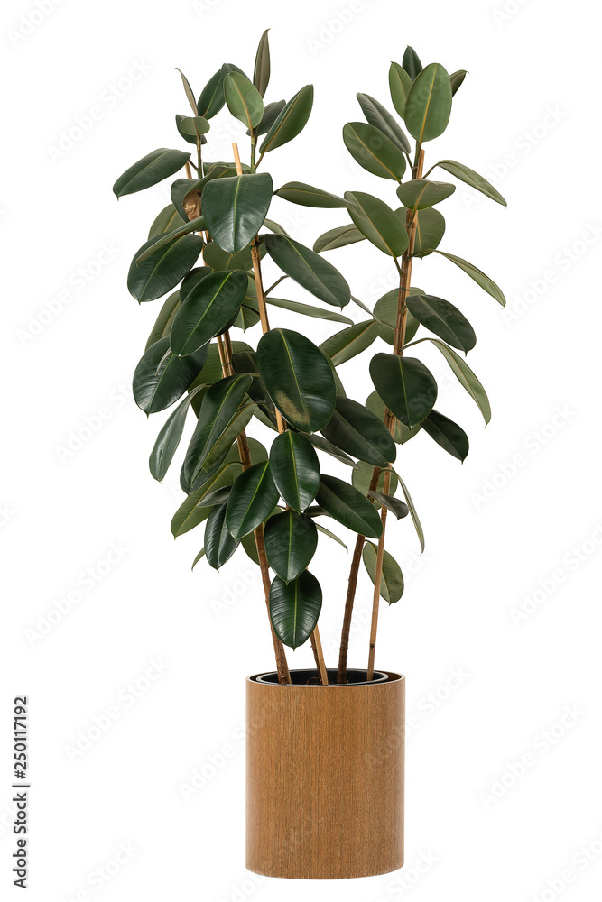 Large indoor green flower Ficus "Robusta" in a wooden pot on a white isolated background - obrazy, fototapety, plakaty 