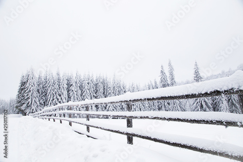 Winter wonderland snowy fir trees © 2207918