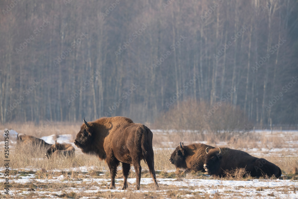 bison in winter