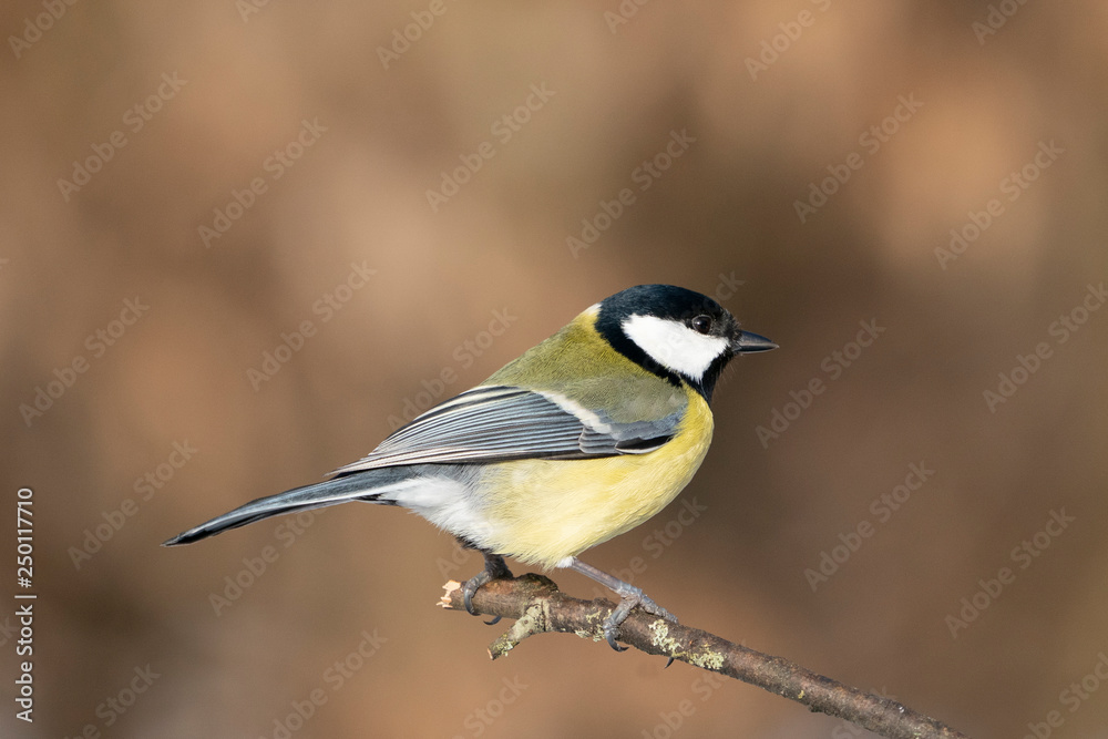 great tit on a branch great tit on a branch