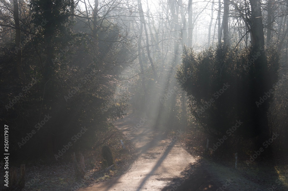 Beams of light on a road (track) through woodland (forest): sunlight filtering through bare winter trees and mist