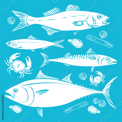 Fishing. Hand drawn sketch fish, sea bass, sardines, mackerel, tuna, mussels, clams and razor. Vector illustration. White on blue