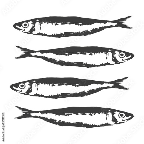 Hand Drawn Illustration a Group of sardines, Sardina pilchardus, Black on white