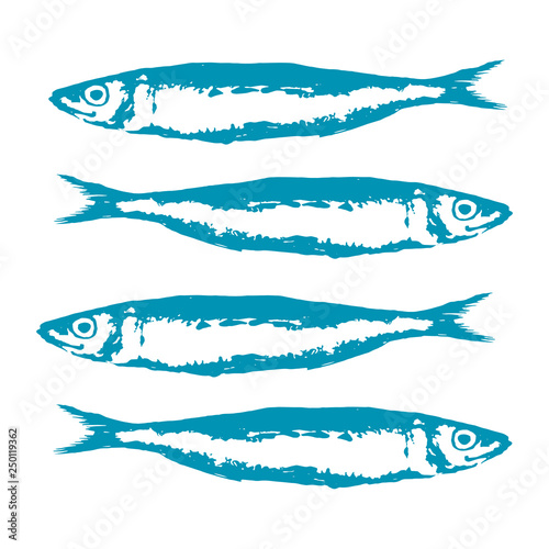 Hand Drawn Illustration a Group of sardines, Sardina pilchardus, Blue on white photo