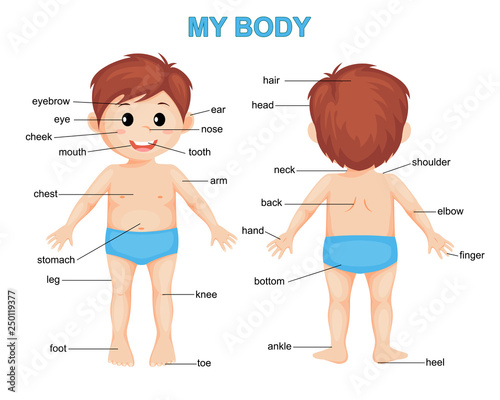 My body. Cute cartoon boy. Body parts poster