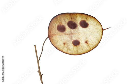 Ripe pod of lunaria   with seeds visible isolated on white background. Lunaria annua, commonly called silver dollar, dollar plant, moonwort, honesty and lunaria. photo