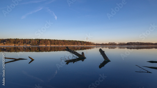 Ruppiner See - Baum im Wasser photo