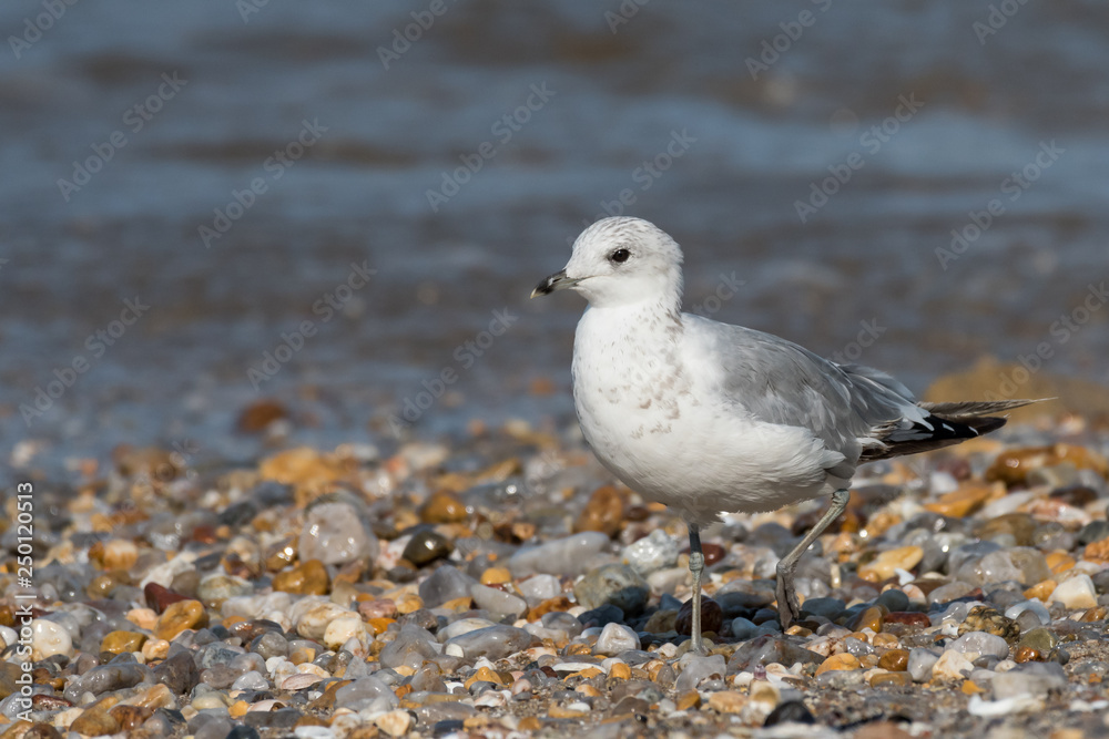 A juvenile black-headed gull on a gravel beach A juvenile black-headed gull on a gravel beach