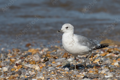 A juvenile black-headed gull on a gravel beach