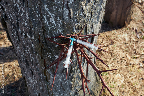 Empty white syringe sticks out in a tree with thorns photo