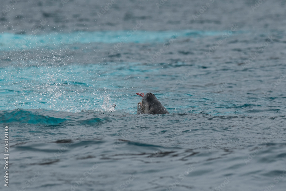 Fototapeta premium Leopard Seal,Hydrurga leptonyx,Antartica