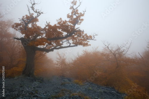 Autumn landscape of foggy forest.