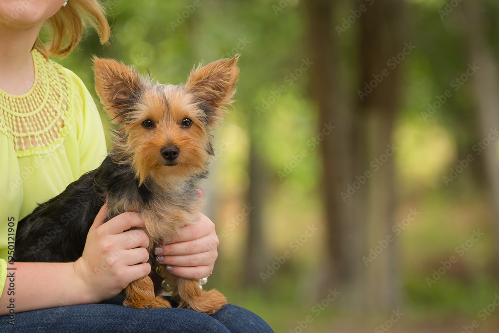 Yorkshire terrier short hair held by girl Stock Photo | Adobe Stock