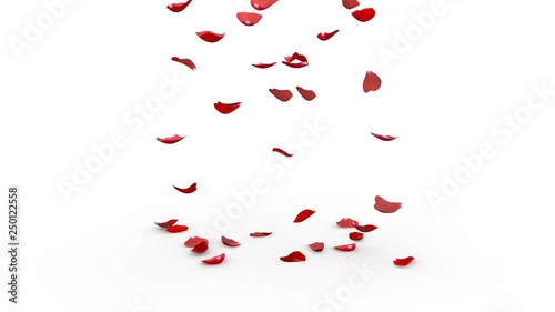 The bright red petals of roses falling down on white floor. Alpha mask included. Quality 4K video