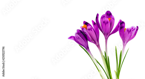 Bouquet of beautiful spring snowdrops flowers violet crocuses on a white background with space for text. Top view © Alisa