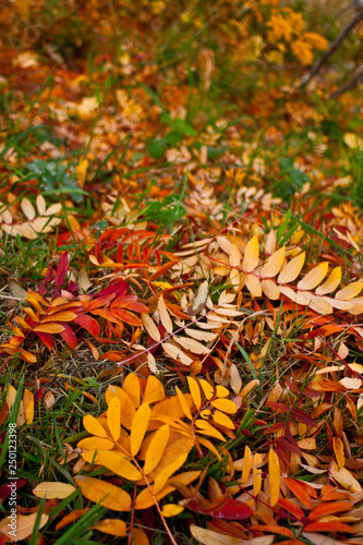  Autumn leaves on the floor, Cerro Otto, Bariloche, Argentine Patagonia