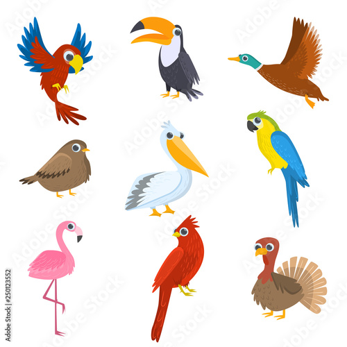 Set of various wild  domestic  tropical  waterfowl birds isolated on white background