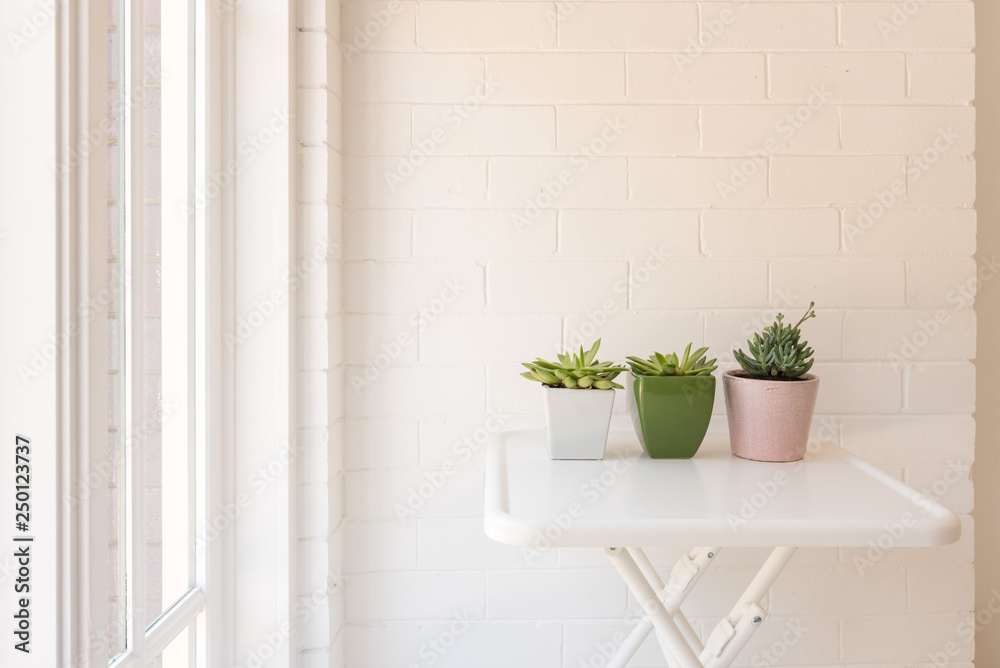 Three succulent plants in coloured pots on white table against  wall next to window (selective focus)