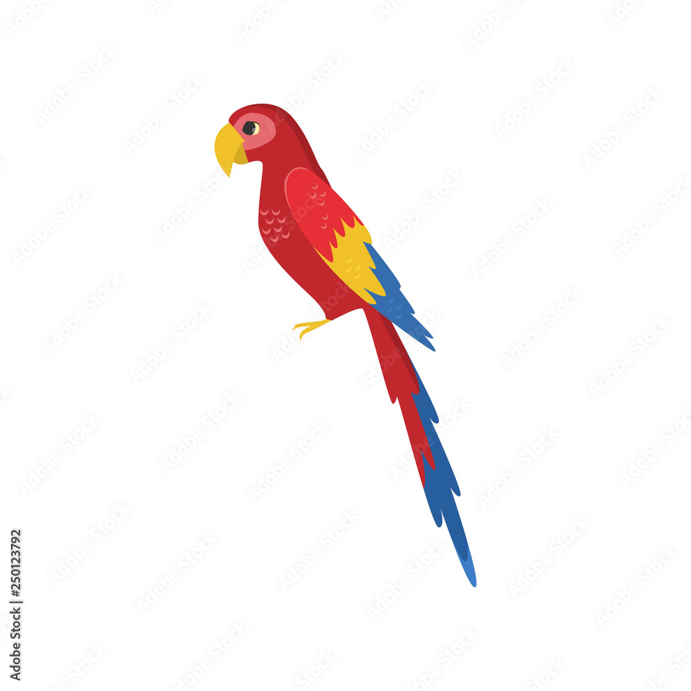 Large red macaw parrot side view isolated on white background