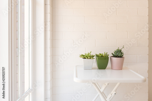 Three succulent plants in coloured pots on white table against wall next to window (selective focus)