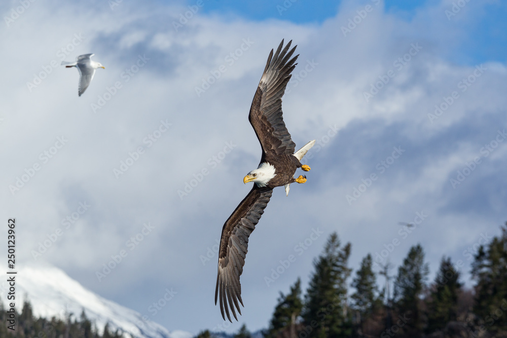 Obraz premium Bald eagle in Alaska