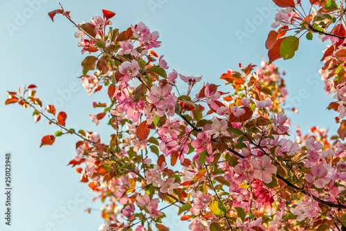 Pink spring flowers on apple tree
