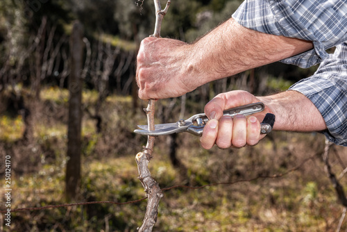 Caucasian farmer winegrower at work in an old vineyard, performs the pruning of the vine with professional scissors. Traditional agriculture. © francescomou