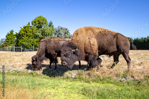 American bison grazing in a field in spring, Canterbury, New Zealand