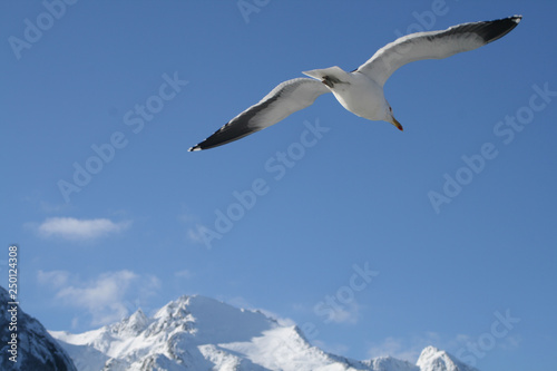  Seagull flying free over snowy mountains in Bariloche  Patagonia Argentina