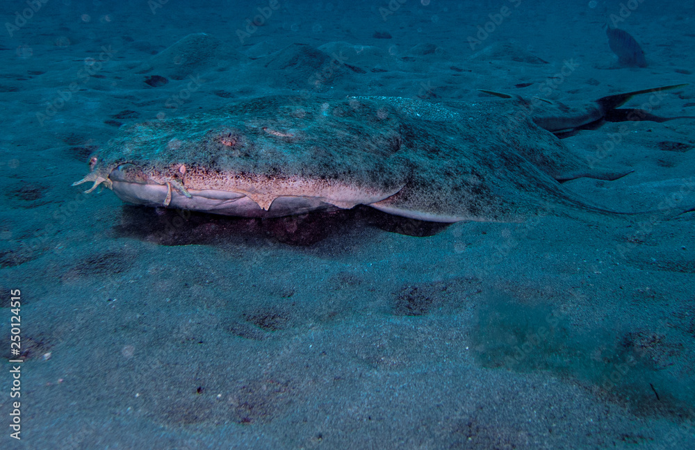 Shark Swimming Over The Sand Squatina Squatina Stock Photo Adobe Stock