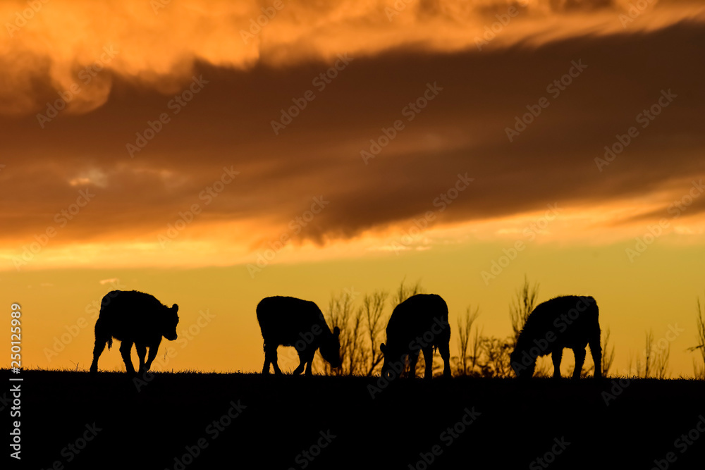 Cows fed  grass, in countryside, Pampas, Patagonia,Argentina