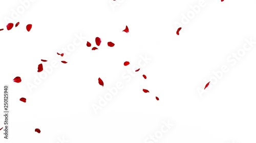 Red rose petals smoothly fly sideways on a white and black background. Alpha channel. The quality of 4K. 60 fps