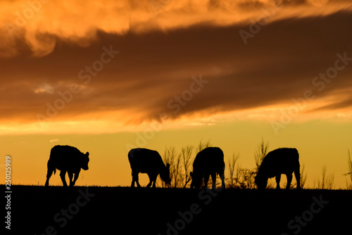 Cows fed grass, in countryside, Pampas, Patagonia,Argentina