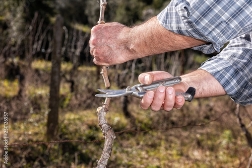 Caucasian farmer winegrower at work in an old vineyard, performs the pruning of the vine with professional scissors. Traditional agriculture. © francescomou