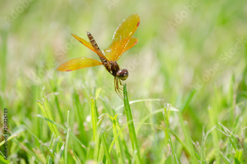 Eastern Amberwing Dragonfly on a Blade of Grass photo