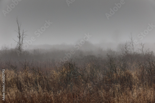 A misty marsh, New York State, USA