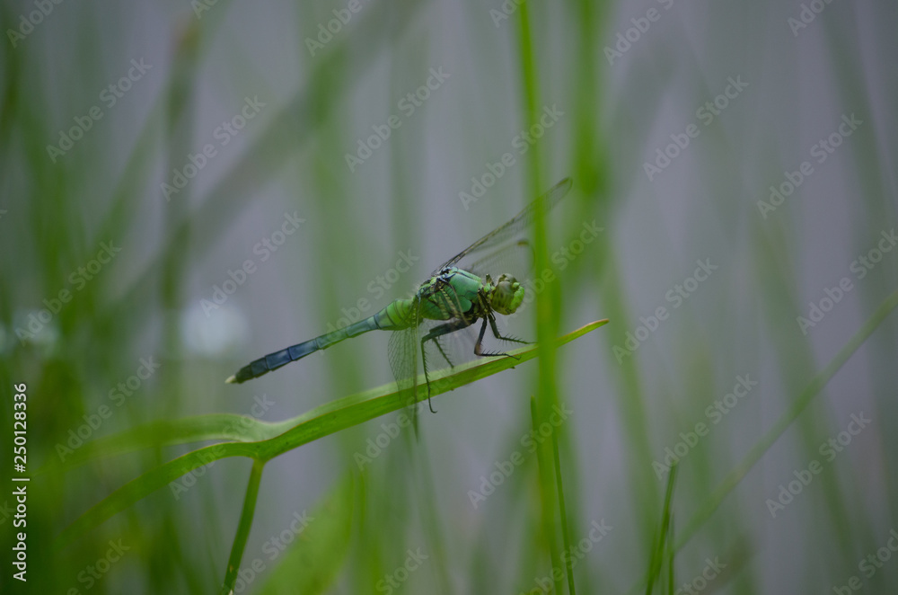 Eastern Pondhawk Dragonfly on Blade of Grass Eastern Pondhawk Dragonfly on Blade of Grass