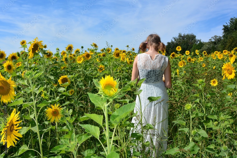 Mädchen im weißen Kleid von hinten, steht in einem Sonnenblumen Feld mit blauem Himmel Mädchen im weißen Kleid von hinten, steht in einem Sonnenblumen Feld mit blauem Himmel