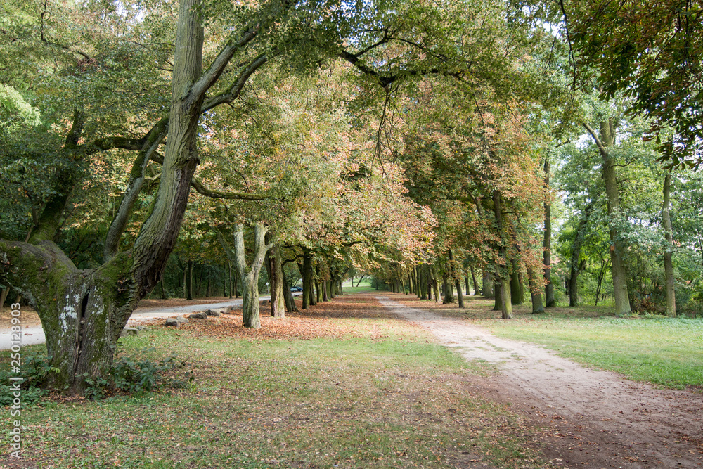 Park in the autumn season