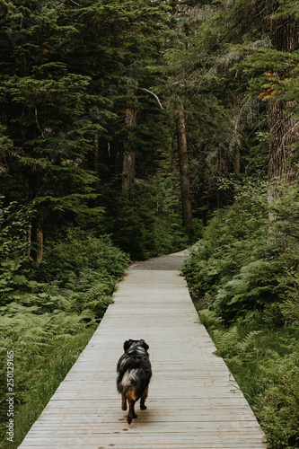 walking in the forest